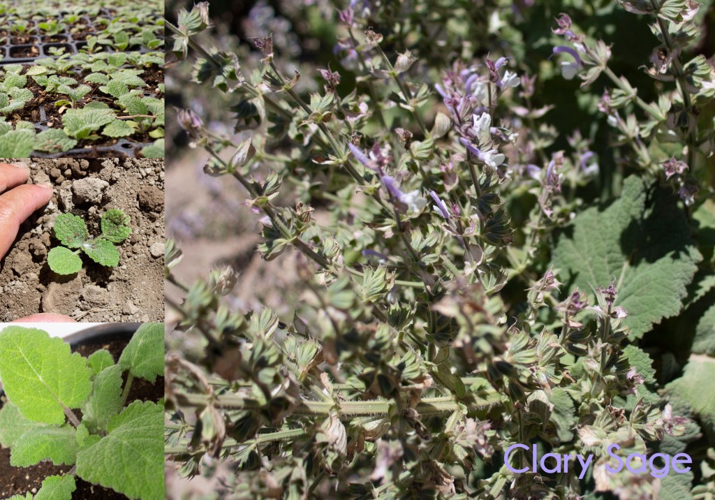 Clary Sage